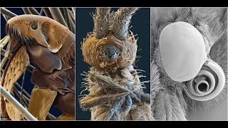 Spectacular Electron Microscope Images