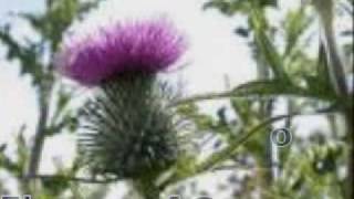 Flower of Scotland