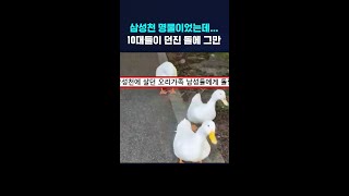 삼성천 명물이었는데...10대들이 던진 돌에 그만 #shorts