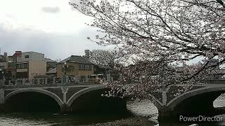 金沢歩き   桜【PV   BGM  Shakatak】 #ひがし茶屋街   #金沢城  #兼六園