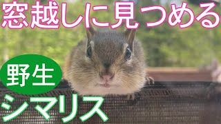 野生 の シマリス 窓越し に おねだり chipmunk is asking food thru the window