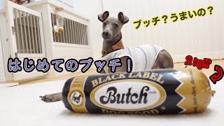 初ブッチの食いつきが半端ないw【イタグレ】