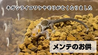 爬虫類・両生類のメンテをしながら聴く動画【メンテのお供】キガシライロワケヤモリが亡くなりました