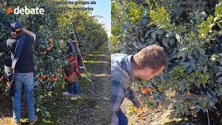 Tras la deportación de migrantes, llegan los gringos a los huertos de mandarina