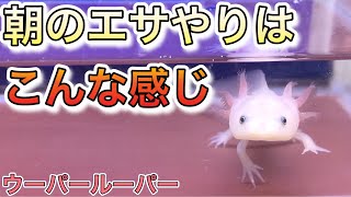 【ウーパールーパー飼育中】22 朝のエサやりはこんな感じです‼︎