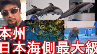 新潟市のお薦め名所「新潟市水族館「マリンピア日本海」」イルカのショー！Dolphin show at Niigata city aquarium in Japan