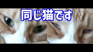 箱の中でお昼寝する猫【眠すぎて完全に白目】