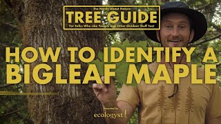 Bigleaf Maple - How to Identify Them!  || Nerdy About Nature Tree Guide