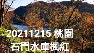 20211215桃園石門水庫楓紅