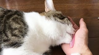 手が美味すぎて離さない猫ゆず