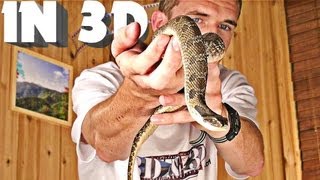 3D Video extreme 4 (scary snake!)