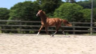 Hunros Spartacus - WORLD CLASS ELITE SPORT HORSE! 4 YEAR OLD TRAKEHNER YOUNGSTER