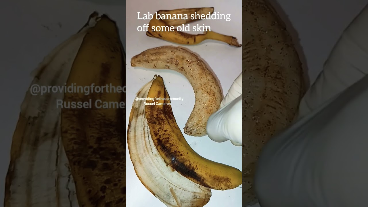Lab Banana Explained At Ann Burkett Blog