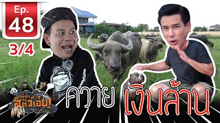 Thai Buffalo ควายไทยเงินล้าน - เพื่อนรักสัตว์เอ้ย EP 48 (3/4)