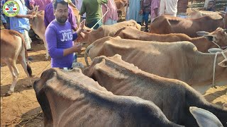 আজ ৪ ডিসেম্বর | সবচেয়ে শুকনো হাড্ডিসার গরুর দাম | কাহারোল হাট