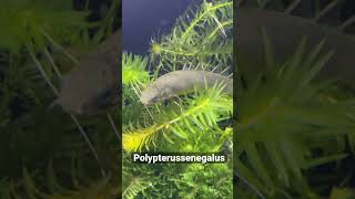 【Polypterussenegalus】15cm