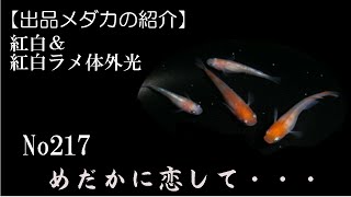 【めだか恋】出品メダカの紹介。Ｎo217 紅白ラメ体外光、紅白透明鱗