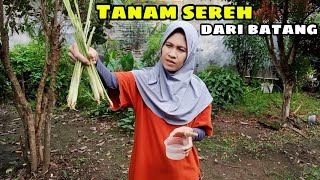 Menata kebun sayur diawali dengan tanam sereh