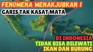 🐅 Misteri Garis Tak Kasat Mata di Indonesia : Mengungkap Rahasia Evolusi Hewan ! 🦘