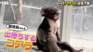 激カワ！飼育員さんを大好きすぎる動物SP『ZOO-1グランプリ』1/17(火)【TBS】