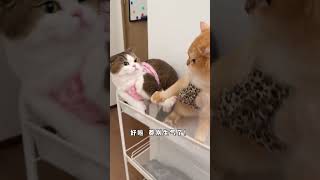 没想到小猫咪还有多幅面孔呢!#猫咪的迷惑行为 #猫咪日常 #高爷家猫粮