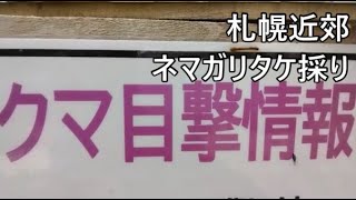 【根曲がり竹】6月6日　札幌から1時間の近郊　ネマガリタケ＃山菜採り＃姫竹＃独活