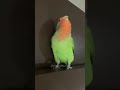 ichigo the dancing lovebird lovebird bird parrot petlover burunglovebird burunglucu コザクラインコ