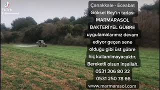 Çanakkale - Eceabat Göksel Bey'in tarlası MARMARASOL BAKTERİYEL GÜBRE uygulamalarımız devam ediyor.