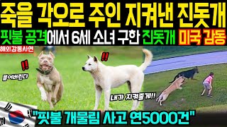 [해외감동사연] 40kg 맹견 핏불의 공격에서 죽을 각오로 6살 소녀를 지킨 진돗개 미국 전역이 감동한 이야기