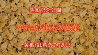 2015 昭和記念公園・イチョウ並木の黄葉