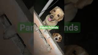 Pandu friend Charli🐕🐶