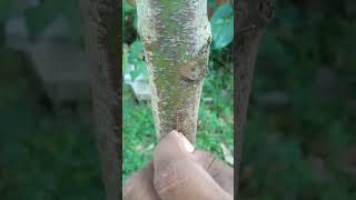 Avocado chip grafting ## අංකුර බද්ධය ##grafting #viral #shorts