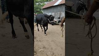 black bull kala goru #youtubeshorts #গরু #bull #animals #comedy#funny#kids #song #baby#youtubeshorts