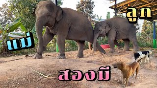 ช่วงเช้าบ้านอุ้มบุญ!! สองมีวิ่งเล่นกัน ‼️ |พัง อุ้มบุญ