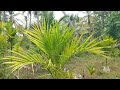 13 gunt coconut farm land for sale 🌴🛣️.