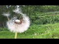 タンポポの綿毛 puffball