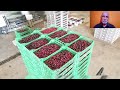 تابعو مزارع القارة الجزائرية تعرفو على أكبر مستثمرة لإنتاج الكرز في إفريقيا cerises plantations