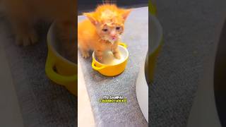 Kucing Kecil Minum Susu Celemotan🐱