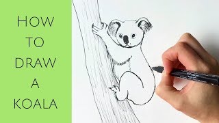 Beginners - How to draw a koala