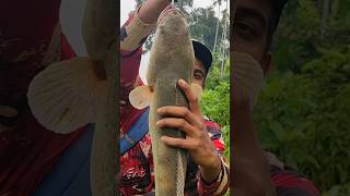 നല്ല വണ്ണമുള്ള പടക്കൻ വാഹ... 😱😳 | Snakehead Fishing Videos | Fishing Videos | Vaha Fishing | Viral