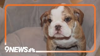 1 of 2 stolen puppies returned as police continue search for suspects