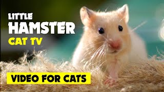 VIDEO FOR CATS to watch Cat TV ★ LITTLE HAMSTER on screen