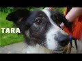 Tara (Alucarda) - Loved at Last Dog Rescue