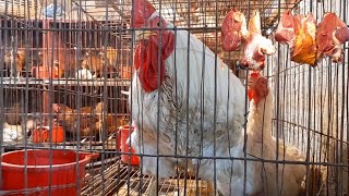 পাবনা বড় বাজারের মুরগী ও মাংস বাজার | Poultry and meat market in Pabna