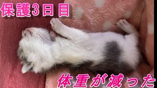 【保護猫】子猫を拾った③