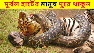 বাঘ আর পাইথানের ভয়ঙ্কর লড়াই।।Most Dangerous Snake Encounters Other Animals