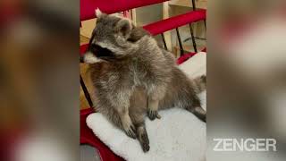 Fritzi The Racoon Becomes Insta Star After Being Rescued As Baby