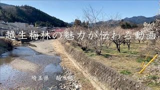 越生梅林の魅力が伝わる動画