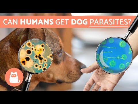 Can dog worms affect human pregnancy?