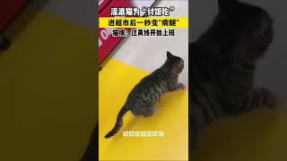 流浪猫讨饭吃进超市后秒变瘸腿网友：没三脚猫的功夫饭都吃不上